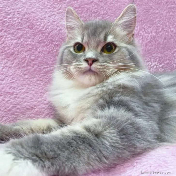ID：2209-01284の子猫