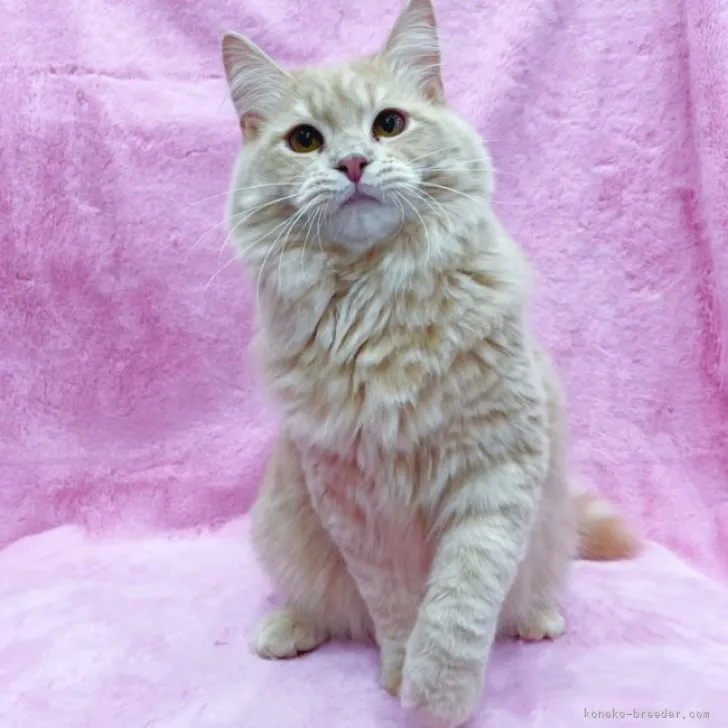 ID:2209-00144の子猫