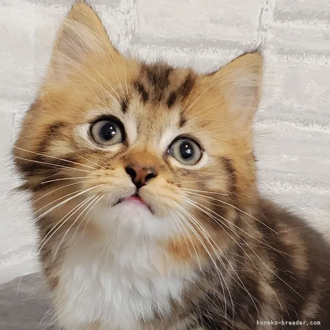 ID：2108-00191の子猫