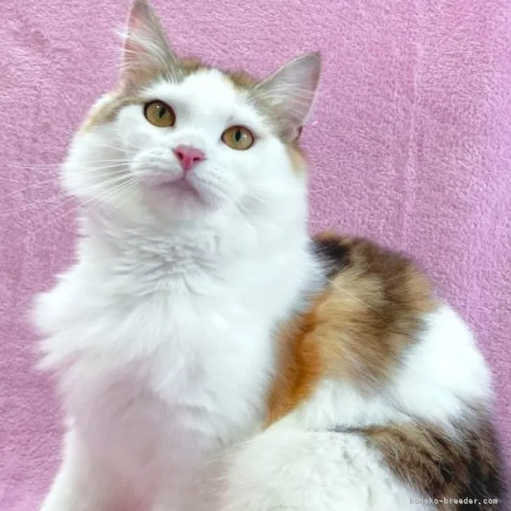 ID：2209-00133の子猫