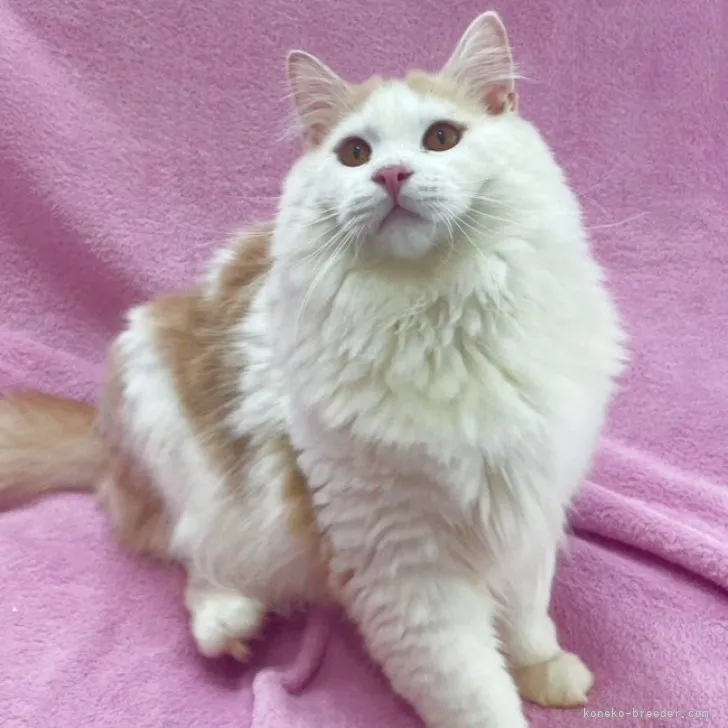 ID：2209-00128の子猫
