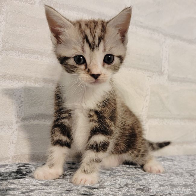 アメリカンショートヘア チャンピオンの子はいかほどか？ | ペットプラザ｜仔犬・仔猫の