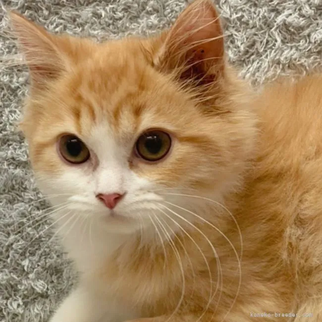 ID:2201-01488の子猫