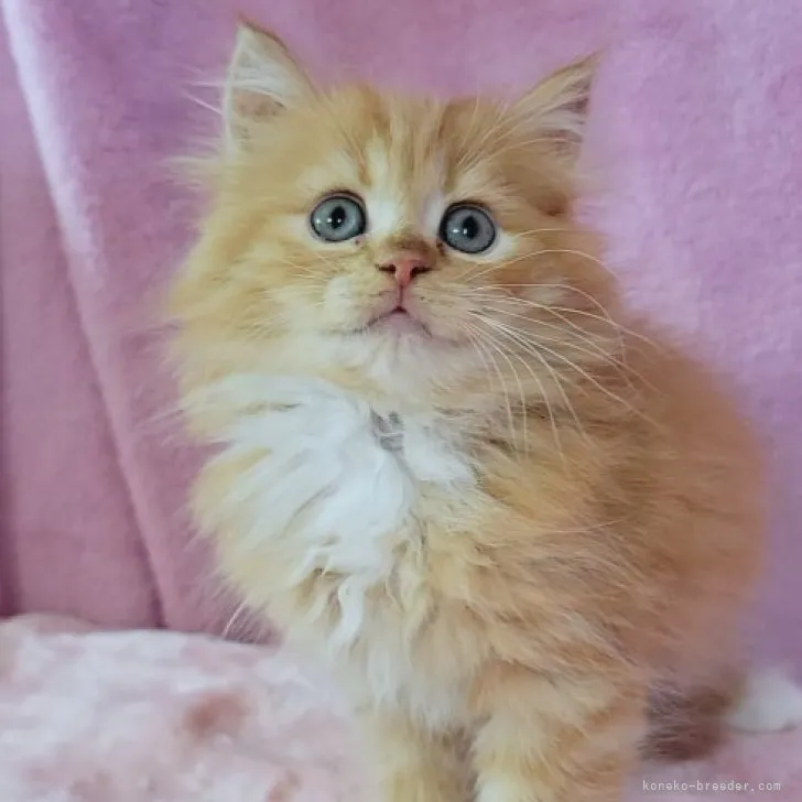 ID：2307-02085の子猫