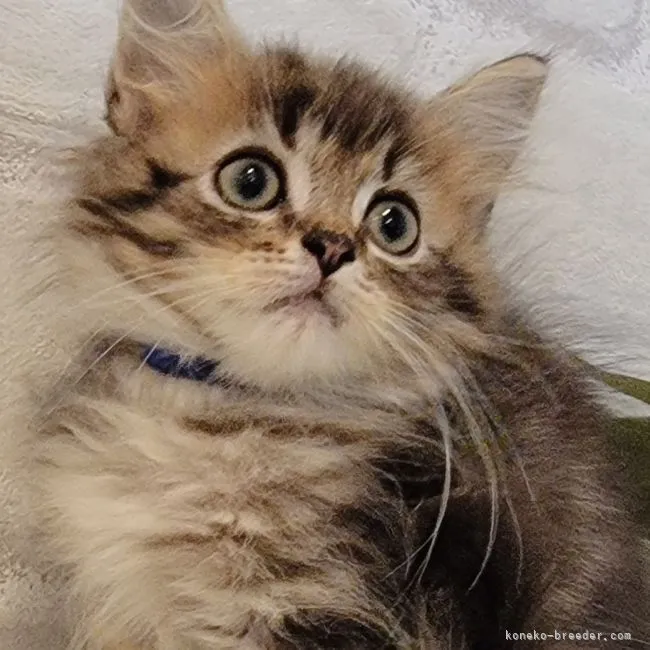 ID：2111-01696の子猫