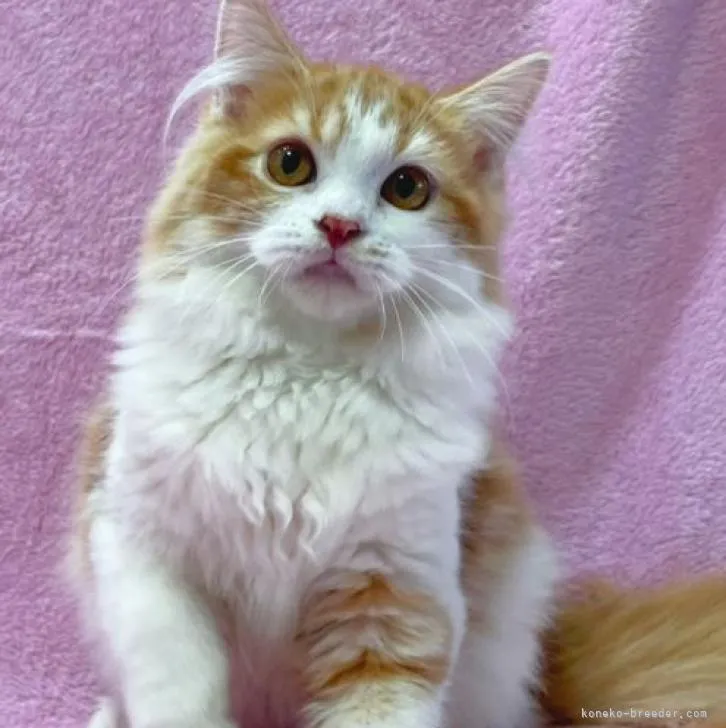 ID:2209-00130の子猫