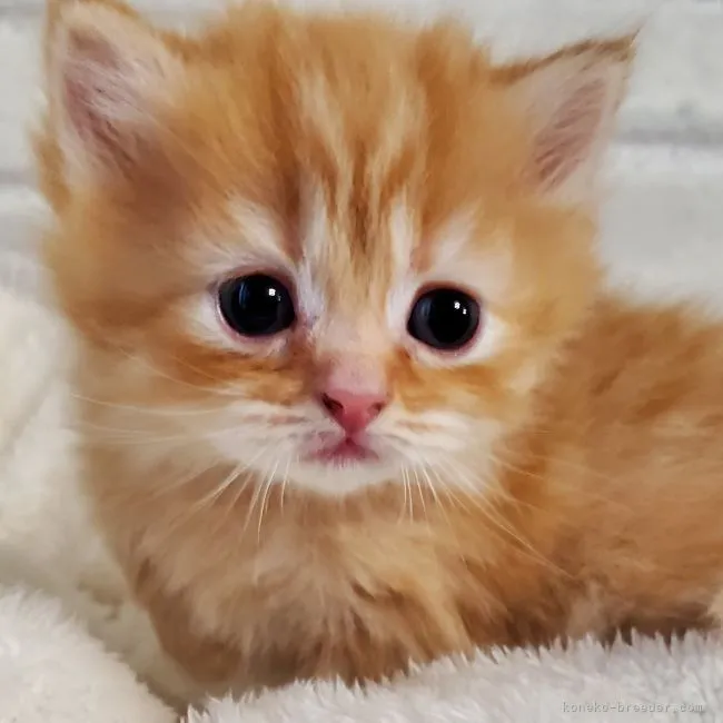 ID:2105-00450の子猫