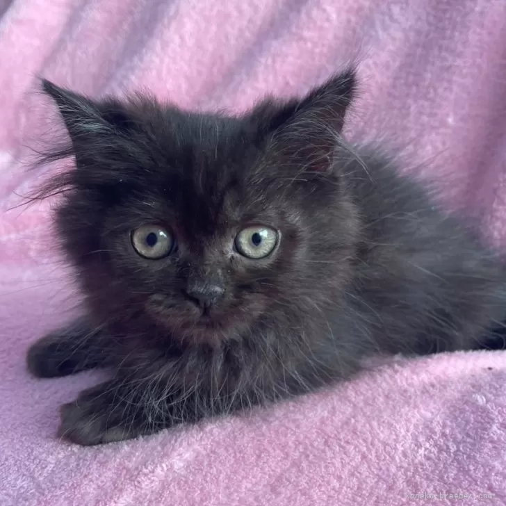 ID：2412-00295の子猫