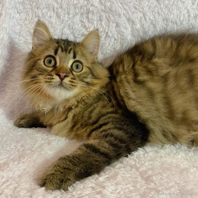 ID：2106-00058の子猫