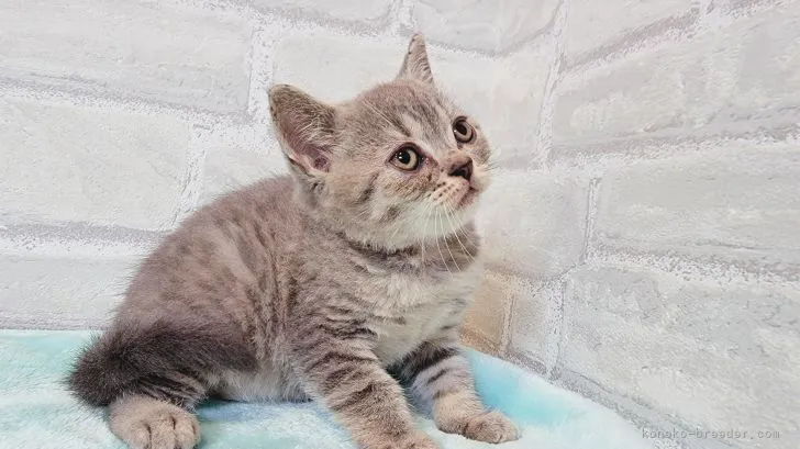 ID：2203-02307の子猫