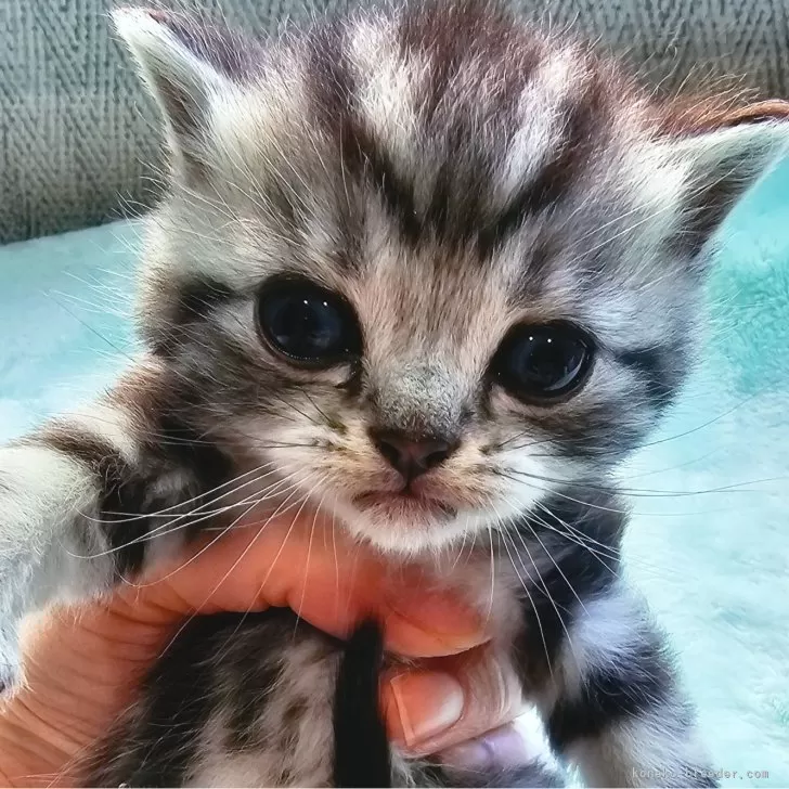 ID：2402-00643の子猫