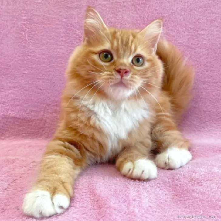 ID:2306-02874の子猫
