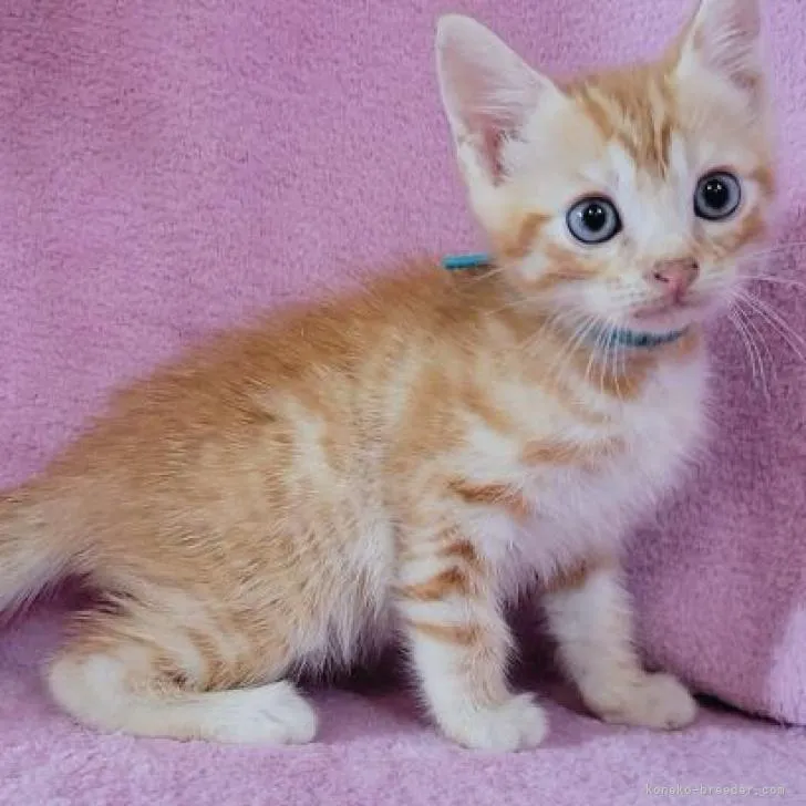 ID：2207-02519の子猫