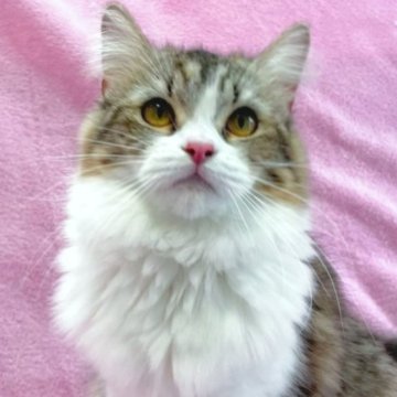 サイベリアン【神奈川県・女の子・2022年8月19日・ブラウンタビー&ホワイト】の写真「最終価格！」