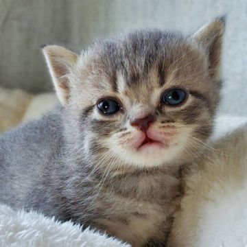 ブリティッシュショートヘア【神奈川県・男の子・2021年3月14日・ブルータビー】の写真「美しいカラーのブリ君♪」
