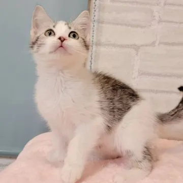 パープル猫さん専用ページ Amazon | 猫型のラバーブラシ コングKONG(122) | nekozuki