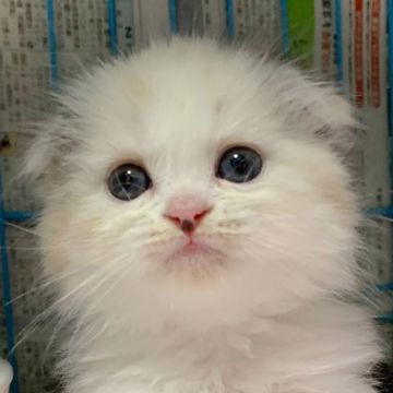 スコティッシュフォールド(折れ耳)【神奈川県・女の子・2021年3月13日・キャリコ】の写真「フワフワ☆可憐な女の子♪」