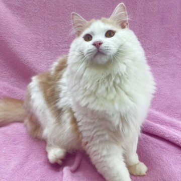 サイベリアン【神奈川県・男の子・2022年8月1日・クリーム&ホワイト】の写真「はちわれクリーム系サイベくん」