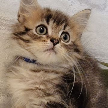 サイベリアン【神奈川県・男の子・2021年10月10日・ブラウンタビー】の写真「元気なサイベくん♪」