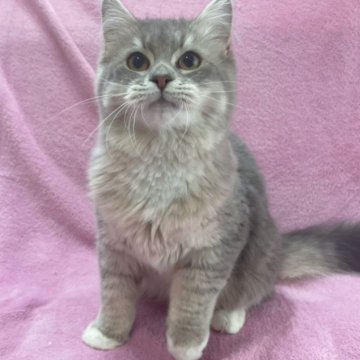 サイベリアン【神奈川県・男の子・2022年10月14日・ブルータビー&ホワイト】の写真「愛らしいお顔の男の子」
