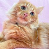 みんなの猫図鑑 神奈川県で評判の良いラガマフィンのブリーダー キャッテリー紹介