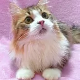 サイベリアン【神奈川県・男の子・2023年6月1日・】の写真1