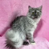 スコティッシュフォールド(立ち耳)【神奈川県・女の子・2022年10月29日・シルバータビー】の写真1