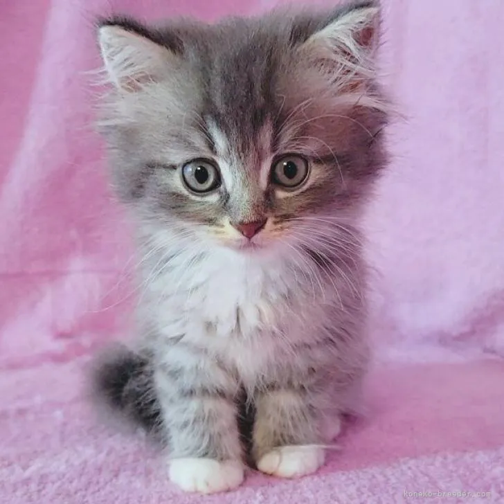 ID:2207-02602の子猫