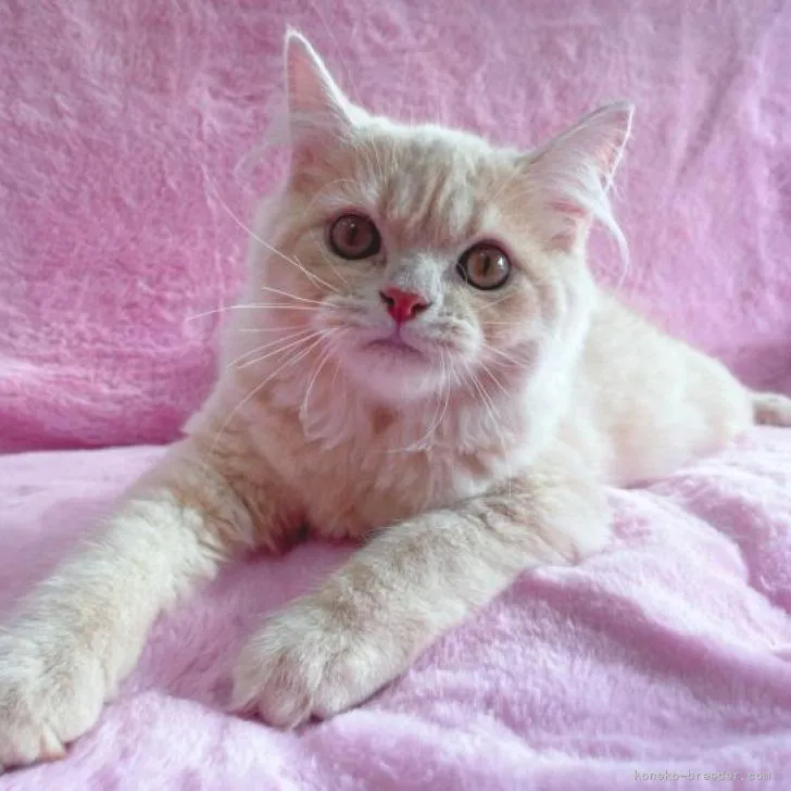 ID：2204-01673の子猫