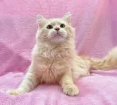 サイベリアン【神奈川県・男の子・2023年5月7日・クリームタビー&ホワイト】の写真2