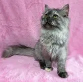 スコティッシュフォールド(立ち耳)【神奈川県・女の子・2022年10月29日・シルバータビー】の写真2