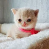 ブリティッシュショートヘア【神奈川県・女の子・2021年3月14日・クリームタビー】の写真2