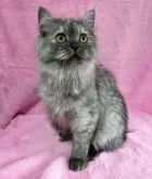 スコティッシュフォールド(立ち耳)【神奈川県・女の子・2022年10月29日・シルバータビー】の写真3