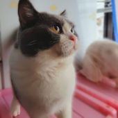 ブリティッシュショートヘア【・男の子・2020年5月28日・ブルー&ホワイト】