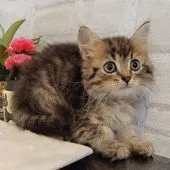 サイベリアン【神奈川県・男の子・2021年10月10日・ブラウンタビー】の写真3