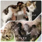 サイベリアン【神奈川県・男の子・2021年4月22日・ブラウンタビー】の写真3