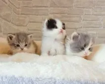 スコティッシュフォールド(立ち耳)【神奈川県・女の子・2021年12月21日・ブルー&ホワイト】の写真4