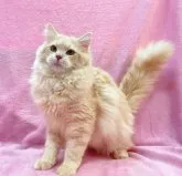 サイベリアン【神奈川県・男の子・2023年5月7日・クリームタビー&ホワイト】の写真4