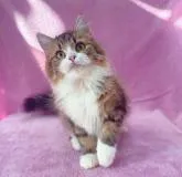 サイベリアン【神奈川県・男の子・2022年7月12日・ブラウンタビー&ホワイト】の写真4