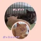 ブリティッシュショートヘア【神奈川県・男の子・2021年8月20日・】の写真5