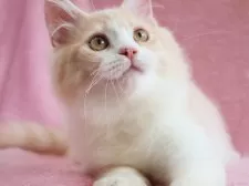 サイベリアン【神奈川県・男の子・2025年4月11日・クリームタビー&ホワイト】の写真5