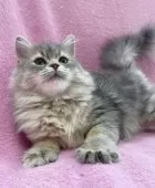 サイベリアン【神奈川県・女の子・2024年9月30日・ブルータビー&ホワイト】の写真8