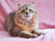 サイベリアン【神奈川県・女の子・2025年2月1日・ブラウンタビー&ホワイト】の写真7