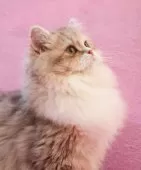 サイベリアン【神奈川県・女の子・2025年6月30日・ブルークリーム】の写真5