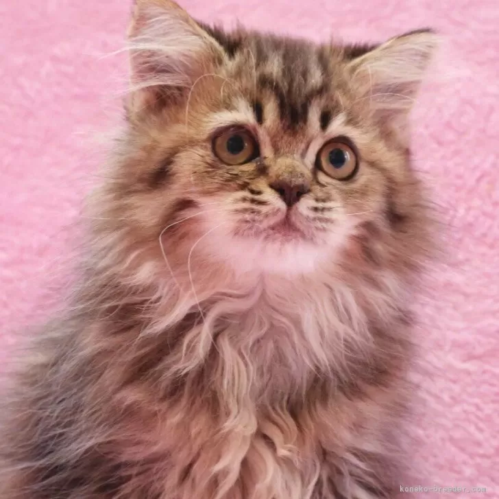 サイベリアン【神奈川県・男の子・2025年8月12日・ブラウンタビー&amp;ホワイト】の写真1