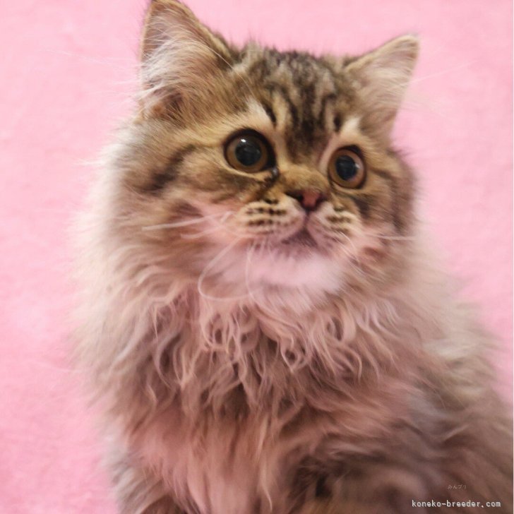 ブリーダー画像