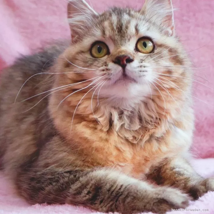 ID：2506-00033の子猫