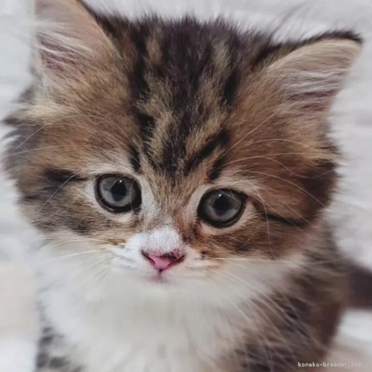 Y.H 様のお迎えした子猫