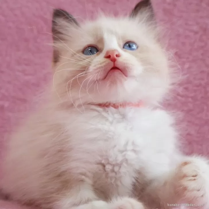 ID:2505-03897の子猫