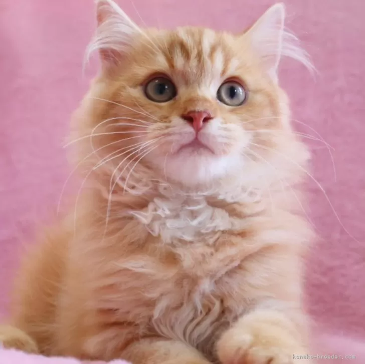 ID：2503-02240の子猫